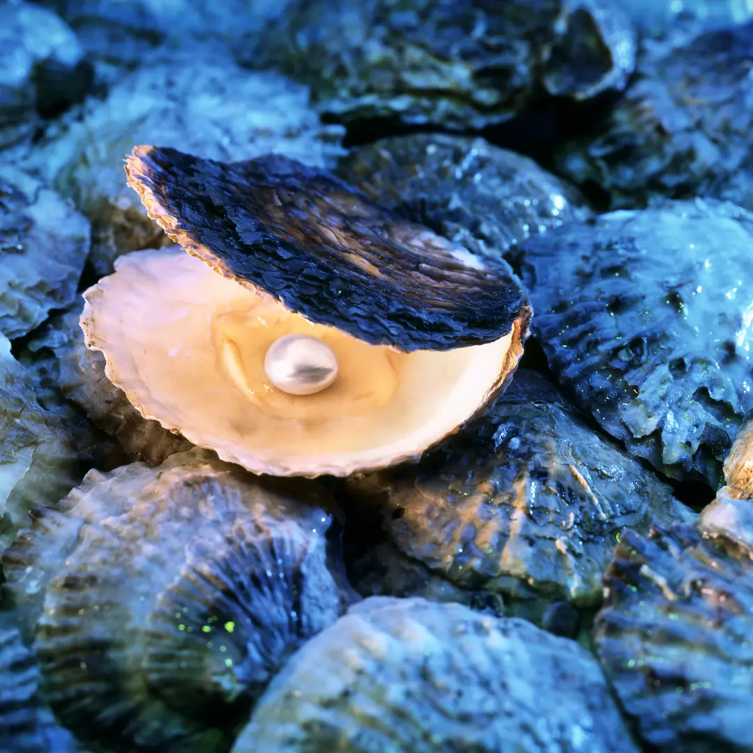 coquillage (1) coquillage (1)